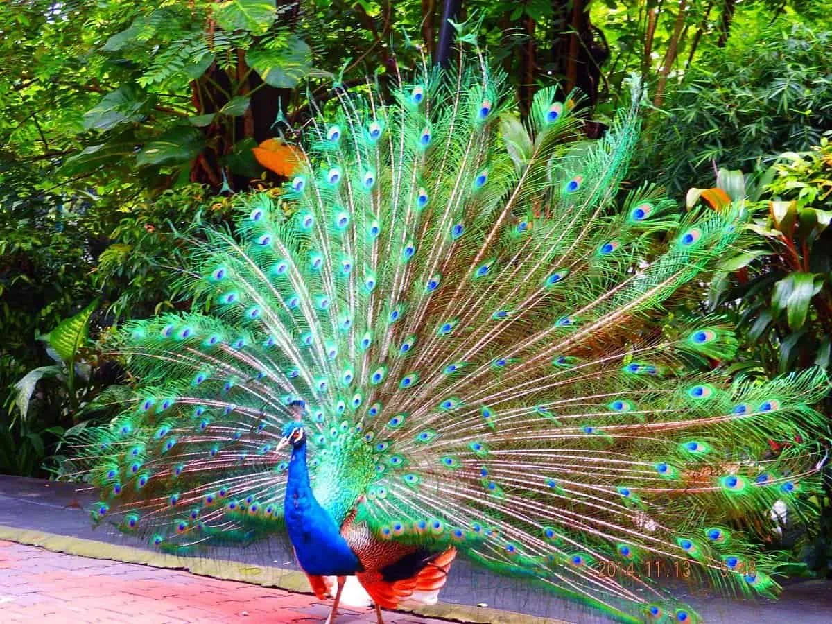 A peacock strutting its feathers at KL Bird Park