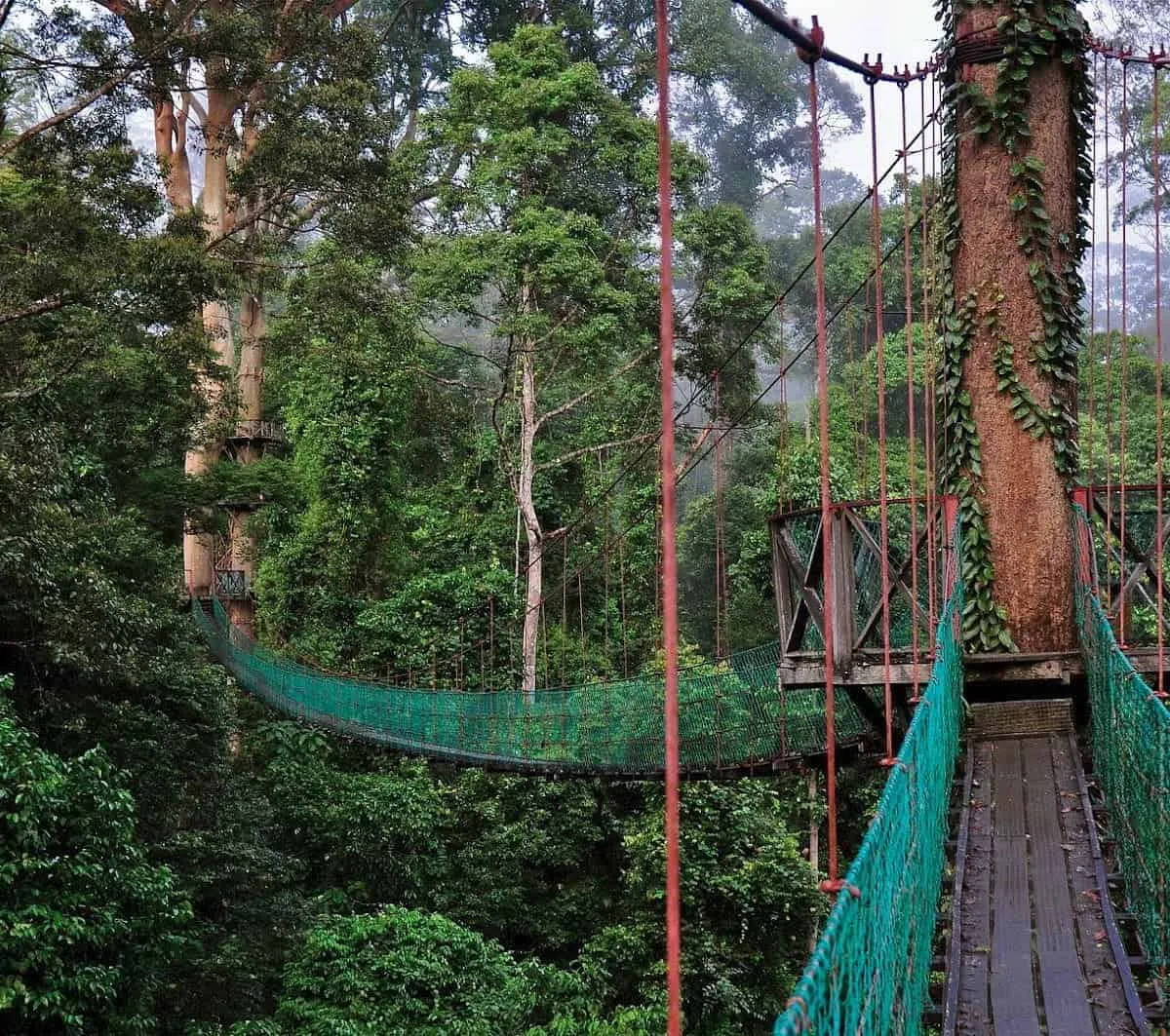 A bridge in the trees at Danum Valley