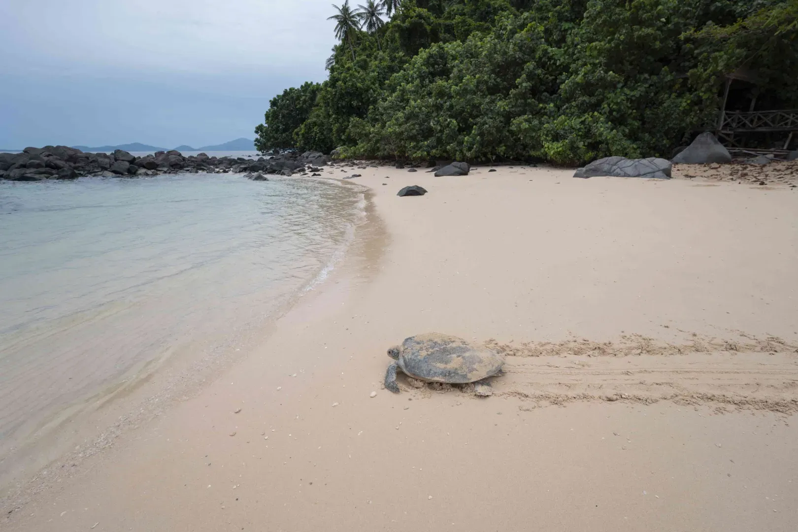 a turtle leaving the beach into the ocean at Talang Satang island