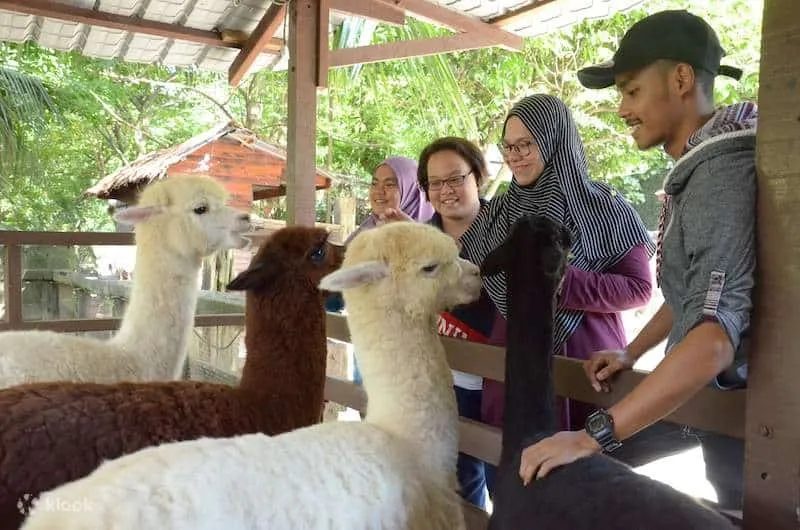 A bunch of visitors petting the Alpacas in Farm in the City in Bentong