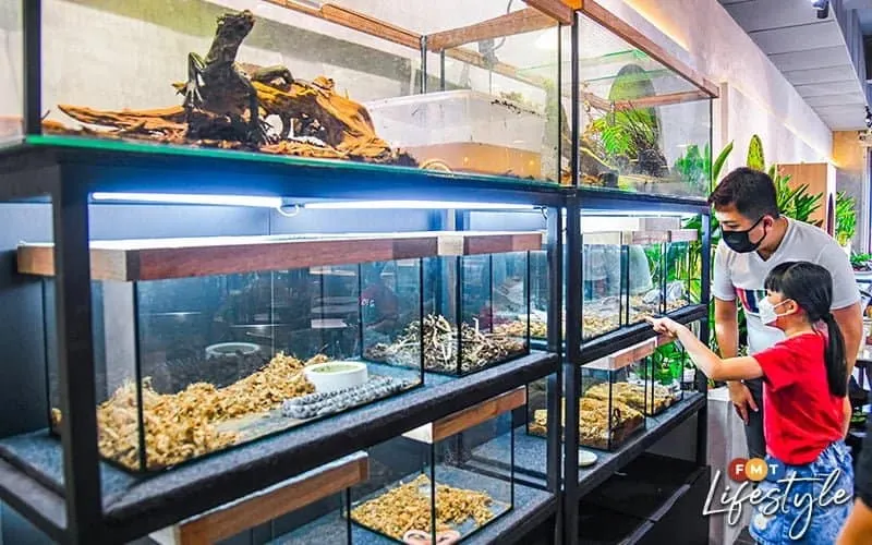 A father and daughter having a look at some of the insects at Fangs by Dekori