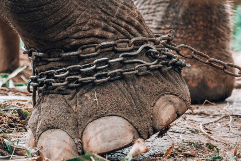 Animal Cruelty Circus Scaled 768x512