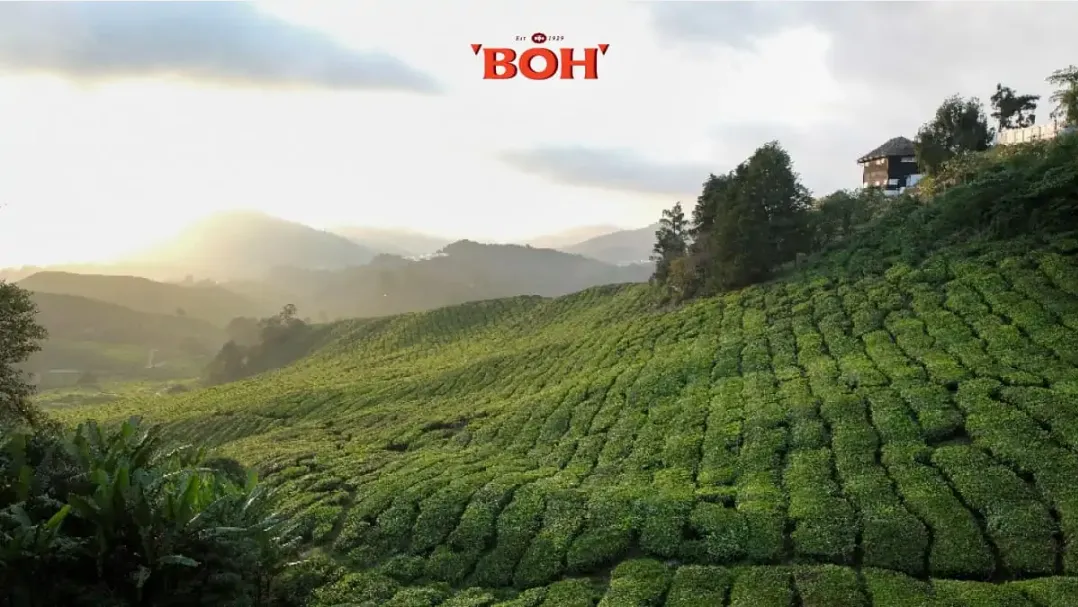 Boh Tea's Farm Photo
