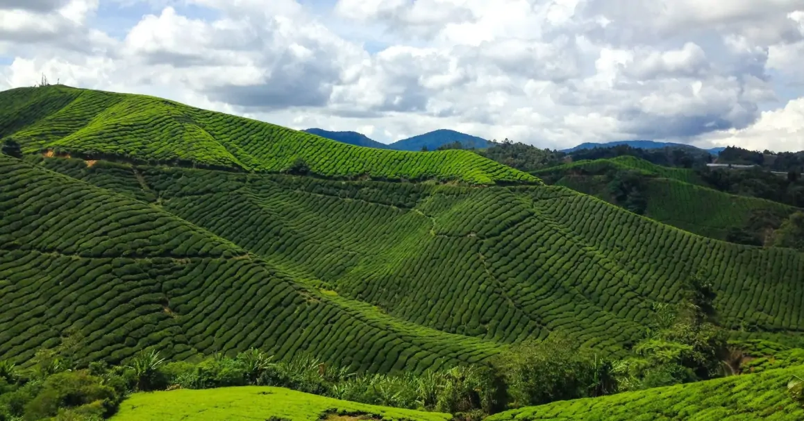 Cameron Highlands