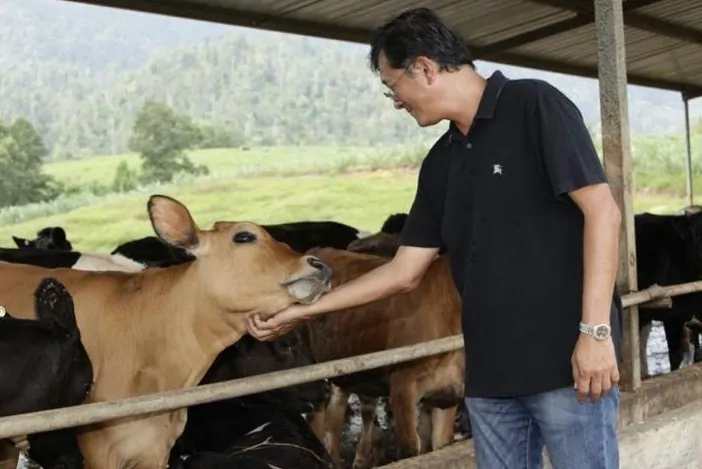 Loi Tuan Ee raise cows