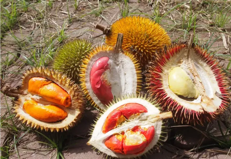 Types of Durian