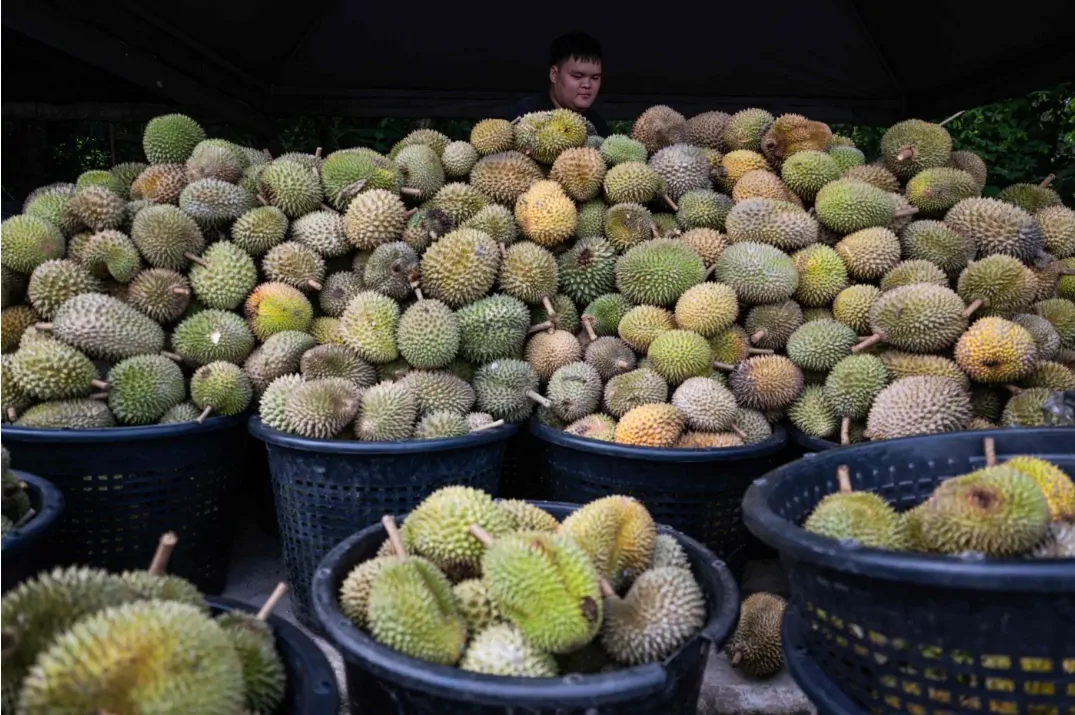 Durian 'tsunami' slashes prices as Malaysians feast
