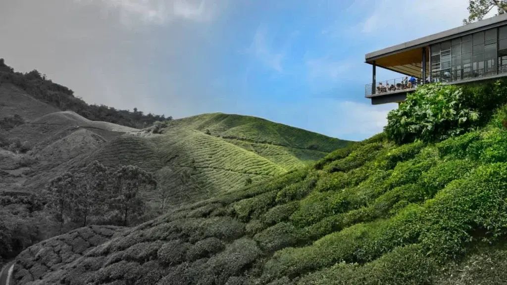 Boh tea plantation